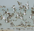 Ruddy Turnstone