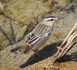 Sedge Warbler