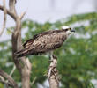 Western Osprey (Immature)