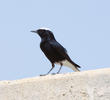 White-crowned Wheatear (Spring)