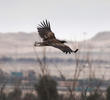 White-tailed Eagle (Immature)