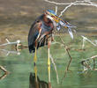 Purple Heron