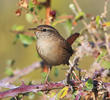 Winter Wren (GREECE)