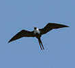 Lesser Frigatebird (Female, SOUTH AFRICA)