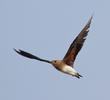 Oriental Pratincole (Immature, UAE)