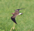 Oriental Pratincole (Immature, UAE)