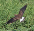 Oriental Pratincole (Immature, UAE)