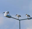 African Sacred Ibis (GREECE)