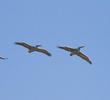 Dalmatian Pelicans (GREECE)