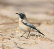 Desert Wheatear (Male winter)