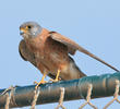 Lesser Kestrel (Male)