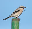 Mauryan Grey Shrike (Winter)