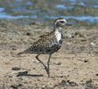 Pacific Golden Plover (OMAN)