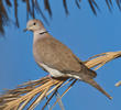African Collared Dove (EGYPT)
