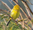 Arabian Golden Sparrow (Male)