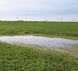 Sulaibiya Pivot Fields (photo Aris Vidalis)