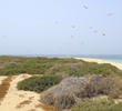 Umm al Maradim Island in late May